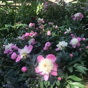 Meet your Posher, Lauranne